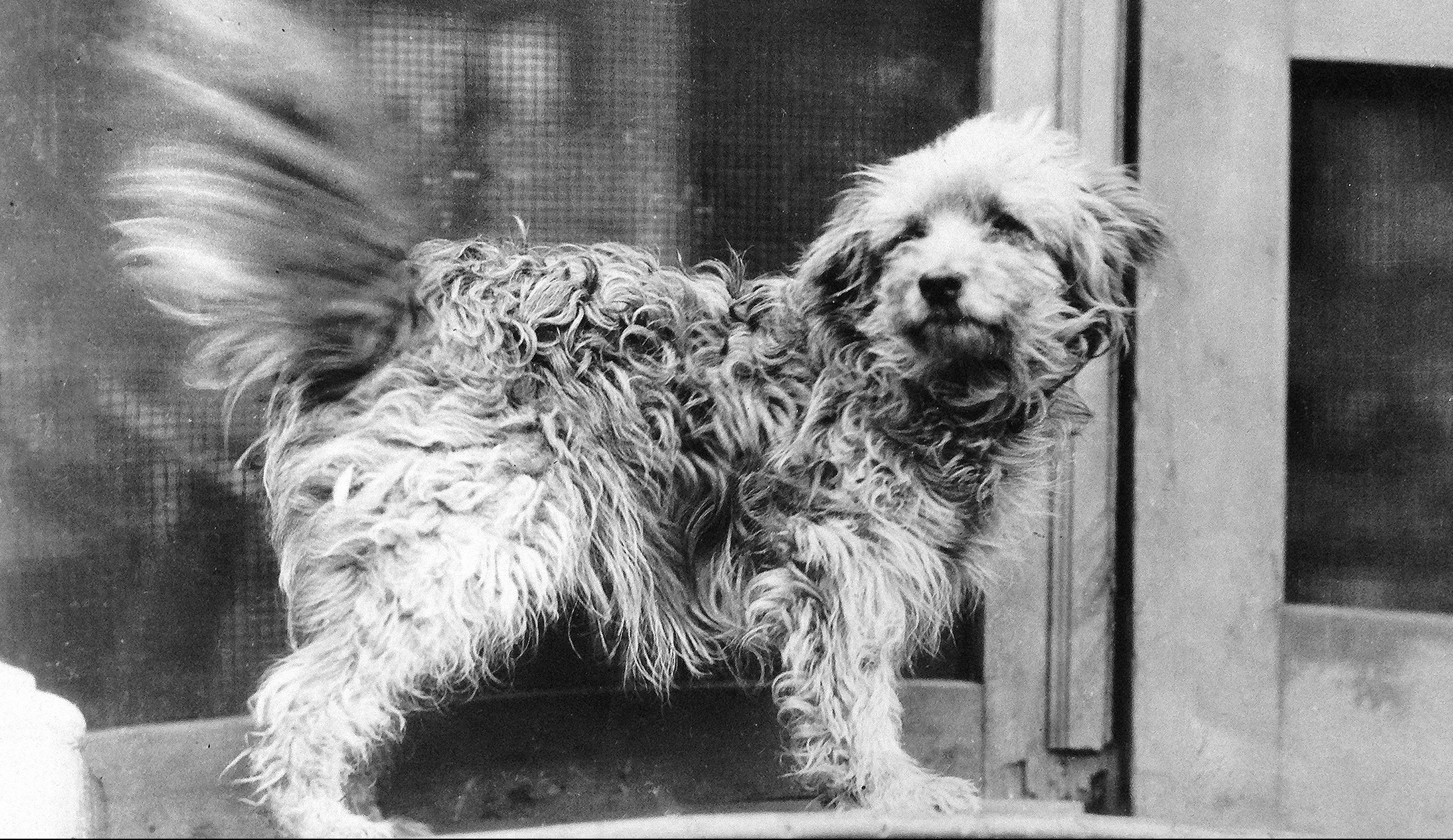 洋楽 Rup Dog First Division Rags: The dog that had a soul – UNP blog