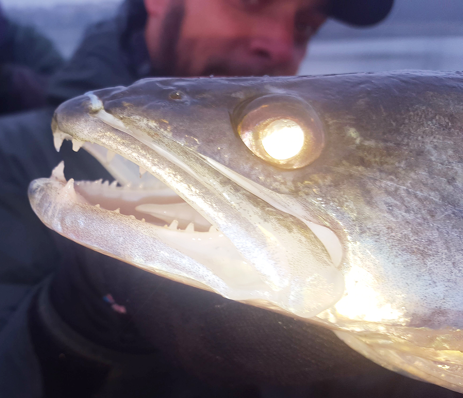 Zander Fish Tooth Where in the Monster-Fish World is Mark Spitzer? – UNP blog