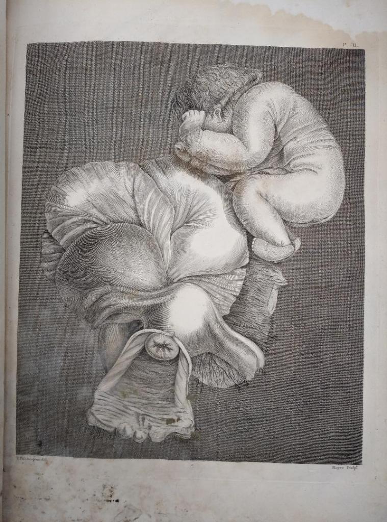 An illustration depicting interior organs during pregnancy.